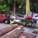  redwood tree removal